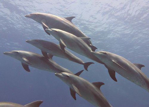 Plavání s delfíny a výlet na šnorchlování v Hurghadě 